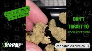 UK Medical | Curo BCP Black Cherry Punch