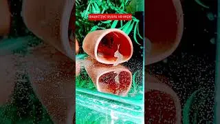 анциструс охраняет икру 💡