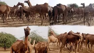 Camels Drink water on pond How they drink water #camels #water 