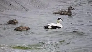 Haahka Somateria mollissima Kirkkonummi Finland 25.5.2015
