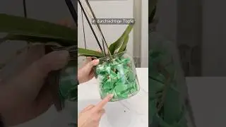Kaum bekannt: Dieser Trick sch&uuml;tzt Orchideen vor F&auml;ulnis!
