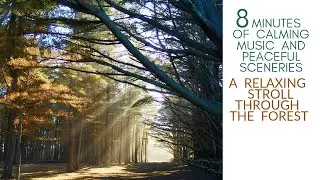 RELAXING MUSIC and CALMING MUSIC | PEACEFUL FOREST STROLL