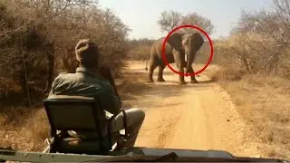 5 Elephant Encounters You Should Avoid Watching