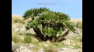 EL MASS&Iacute;S DEL GARRAF.avi