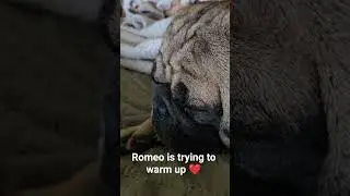 Lil Romeo trying to keep warm, cold day in AZ #pug #puglife #pugs