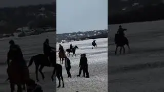#лошадь