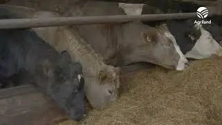 Young Farmer Series: David McKearney on adapting for climate change