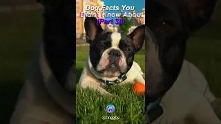 Hidden Dog Facts You Didn&rsquo;t Know | 38 #shorts