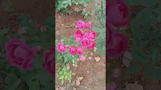 pink button rose plant subscribe to my channel