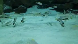 20 - SAND DWELLERS - 8000LTR LAKE TANGANYIKA - AFRICAN CICHLIDS - FISH TANK - 8CBM AQUARIUM