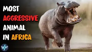 Hippopotamus - The Most Territorial and Aggressive Animal in Africa