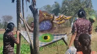papita cutting #papaya#deshi#food#sambalpuri #recipe #village cooking