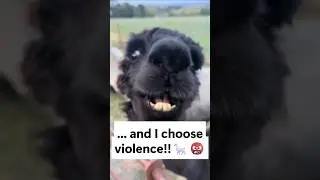 One Gets Fed. One Chooses Violence 🦙💦 #Chaos