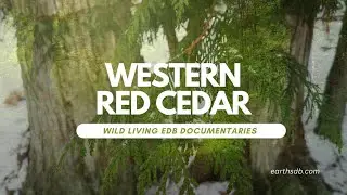 Western Red Cedar Short Documentary