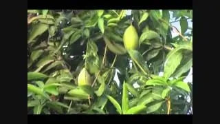 AIM For Seva Zero Organic West Chhatralaya
