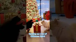 Ember and Saru open up a box of Christmas spirit! #emberandsaru #Christmas #fyp