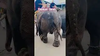 #elephant #bomb #kerala #kozhikode #travel #music #temple #thali #india #poop