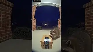 Raccoon steals amazon delivery parcel