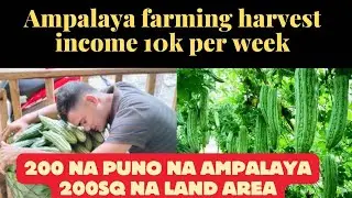 AMPALAYA FARMING! MAGKANO KINIKITA SA 200 PUNO NG AMPALAYA -philipines