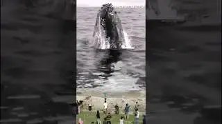 TERRIFYING FOOTAGE: HUGE WHALE COMES CLOSE TO THE BEACH, CHAOS ENSUES!#viral#viralvideo#viralshorts