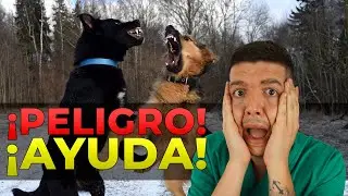 PELEA DE PERROS  ¿Qué SÍ hacer y que NO hacer para salir airoso?