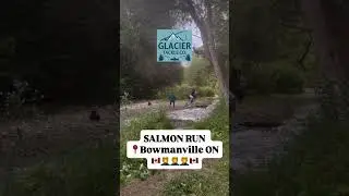 Context: Illegal salmon fishing in the bowmanville river. #canada #illegal #ontario #fishing
