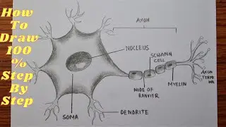 How to draw diagram of neuron easily  - step by step