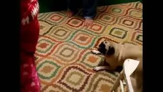 Pug LOVES pug mask!