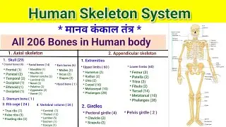 Human skeleton system # Human skeletal system # Bones of Human Body #skeleton #bones #206 bones n...