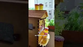 Do you need a big backyard to have bees?
