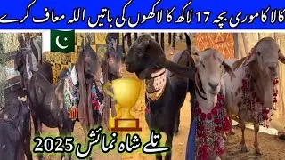 TillyshakhaMela naya shaukeenon ka naya shauk 🏆🇵🇰, mangal Khan Usman mukti Ryan 25-Dec-2025❤️🔥 