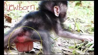 Ah! What this is cute newborn monkey? It just born baby monkey, It looks so cute one baby monkey