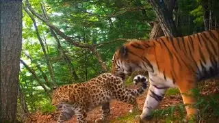 Amur leopard and Amur tiger in the same place (at different times)