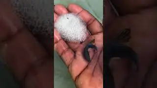 El nido de los peces betta