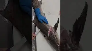 cobia fish cutting skills  #fishcutting_videos  #fishcutting #fishcuttingskill #xfish