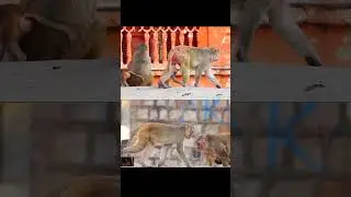 Curious Monkey Antics | Cute and Funny Monkey Moments | Monkey Compilation