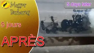 Suivi de ma colonie de fourmis Messor Barbarus 5 jours après leur réception