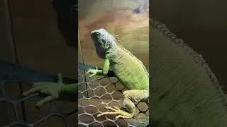 My new yellow hypo  Iguana