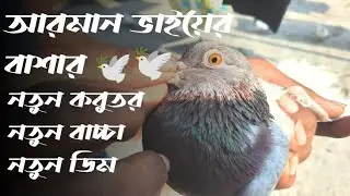 বাসার কবুতর। নতুন কবুতর 🕊️। নতুন বাচ্চা.নতুন ডিম। আরমান ভাইয়ের বাসার ভাইরাল কবুতর#কবুতর#pigeon#bird
