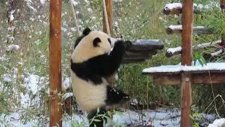 Mama, waar ben je? Kijk eens wat ik kan. Ouwehands Dierenpark Rhenen, Nederland.