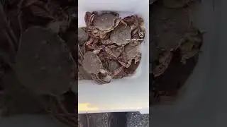 Small To Big To Monster Lady/Calico Crabs