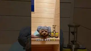 호두 사우나가자 🧖&zwj;♂️#오운완  #푸들스타그램 #호두 #카페 #사우나 #강아지펜션 #애견동반펜션 #강아지 #푸들 #애견동반 #poodle #바이랩 #선물 #감사합니다