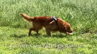K9WLDU Jan 2026