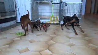 Mini Pincher - zwergpinscher - play