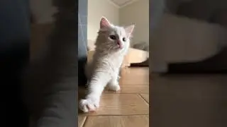 Funny angora cat 🐈