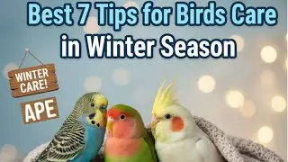 Best Winter Care Tips for Birds ( Keep your birds safe from Cold Weather) Keep ur birds Warm (Arham)