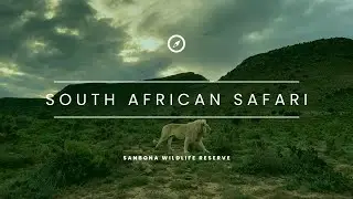 South African 🇿🇦 SAFARI - SANBONA Wildlife Reserve -  4K