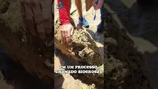 Como &eacute; uma aula de campo de OCEANOGRAFIA?     #ci&ecirc;ncia #shorts #oceanografia #oceano