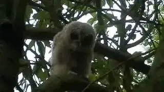 tawny owl vs german shepherd