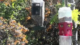 Gold finch on Sunflower feeder summer 2012